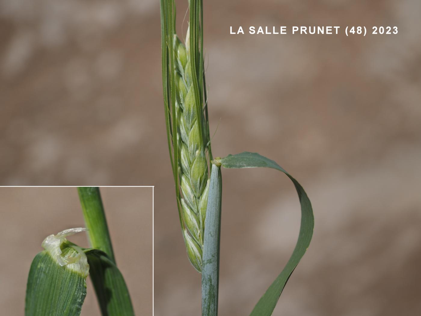 Barley, Spring leaf